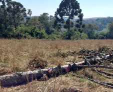 A sétima edição da Operação Mata Atlântica em Pé aplicou mais de R$ 28 milhões em multas por desmatamento ilegal no Paraná.