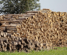  Paraná lidera a produção nacional de lenha e produtos alimentícios da silvicultura