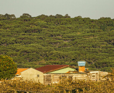  Paraná lidera a produção nacional de lenha e produtos alimentícios da silvicultura