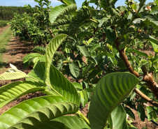 Dedicação dos produtores faz Carlópolis ser conhecida como Capital Nacional da Goiaba de Mesa.