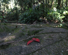 As 28 Unidades de Conservação do Paraná abertas à visitação possuem trilhas como um dos principais atrativos naturais.