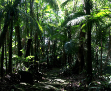 As 28 Unidades de Conservação do Paraná abertas à visitação possuem trilhas como um dos principais atrativos naturais.