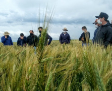 IDR-Paraná mostra viabilidade do cultivo de cereais de inverno em Ponta Grossa