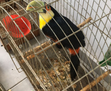  Fiscais do escritório regional do IAT de Curitiba resgataram 20 aves silvestres vítimas de maus-tratos em Rio Branco do Sul.