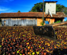 Agroindústria familiar paranaense será homenageada no Prêmio Orgulho da Terra 2023