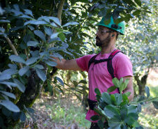 Tradicional erva-mate de São Mateus do Sul se reinventa e ganha novos mercados