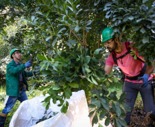 Tradicional erva-mate de São Mateus do Sul se reinventa e ganha novos mercados