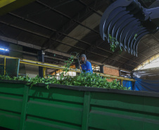 Tradicional erva-mate de São Mateus do Sul se reinventa e ganha novos mercados