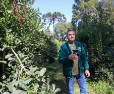 Tradicional erva-mate de São Mateus do Sul se reinventa e ganha novos mercados