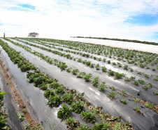 Agroindústria familiar paranaense será homenageada no Prêmio Orgulho da Terra 2023