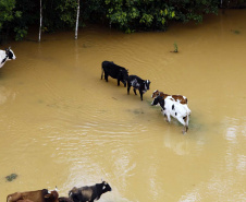 Paraná cria Rede Integrada para Atendimento de Animais em Desastres