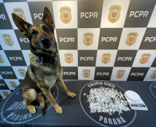 PCPR e PMPR prendem 20 pessoas ligadas ao tráfico de drogas no Centro de Curitiba 