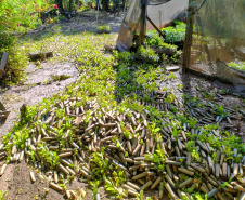 Danificado pela chuva, o viveiro do IAT em Pitanga perdeu cerca de 60% da produção de mudas.