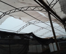 Tornado causou estragos no viveiro florestal de Cascavel, com o destelhamento de estruturas e o bloqueio do principal acesso ao local. 