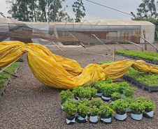 Tornado causou estragos no viveiro florestal de Cascavel, com o destelhamento de estruturas e o bloqueio do principal acesso ao local. 