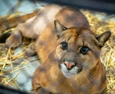 IAT GRANDES FELINOS