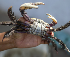 A temporada de captura do caranguejo-uçá está liberada a partir desta sexta-feira (1º) no Paraná