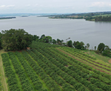 GOIABA