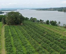 GOIABA