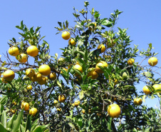 AGRICULTURA