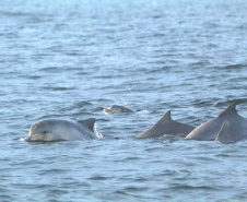 IAT FAUNA MARINHA PARANAENSE