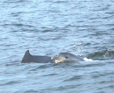 IAT FAUNA MARINHA PARANAENSE