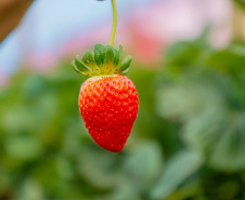 MORANGO