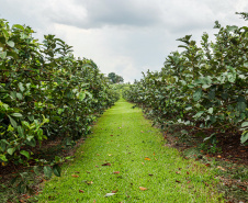 GOIABA