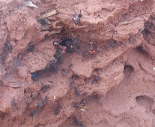 IDR-Paraná intensifica capacitação dos produtores para o enfrentamento da formiga cortadeira