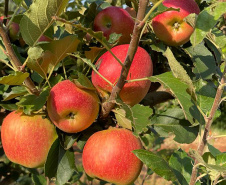 As primeiras maçãs saídas dos pomares de São Jerônimo da Serra, no Norte do Paraná, começam a colorir a estação e dão início à safra dessa fruta no Paraná. São da cultivar Eva, desenvolvida pelo Instituto de Desenvolvimento Rural do Paraná – Iapar-Emater (IDR-Paraná).