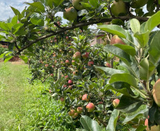 As primeiras maçãs saídas dos pomares de São Jerônimo da Serra, no Norte do Paraná, começam a colorir a estação e dão início à safra dessa fruta no Paraná. São da cultivar Eva, desenvolvida pelo Instituto de Desenvolvimento Rural do Paraná – Iapar-Emater (IDR-Paraná).