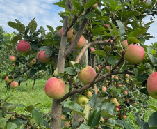 As primeiras maçãs saídas dos pomares de São Jerônimo da Serra, no Norte do Paraná, começam a colorir a estação e dão início à safra dessa fruta no Paraná. São da cultivar Eva, desenvolvida pelo Instituto de Desenvolvimento Rural do Paraná – Iapar-Emater (IDR-Paraná).