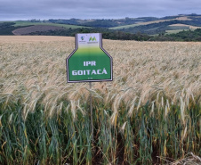 IDR-Paraná prepara lançamento de triticale