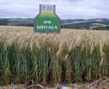 IDR-Paraná prepara lançamento de triticale