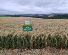 IDR-Paraná prepara lançamento de triticale