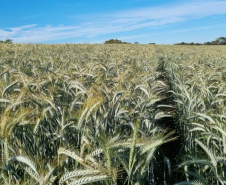 IDR-Paraná prepara lançamento de triticale