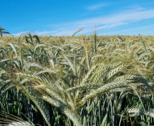 IDR-Paraná prepara lançamento de triticale