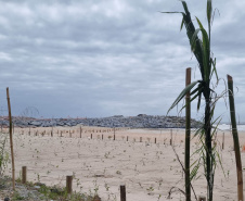 Manacá e o jerivás: nova orla de Matinhos ganha 3,6 mil árvores. 