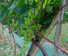Outras bebidas paranaenses premiadas internacionalmente são os vinhos da Vinícola Franco Italiano, de Colombo. 