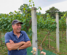 Outras bebidas paranaenses premiadas internacionalmente são os vinhos da Vinícola Franco Italiano, de Colombo. 