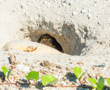 Revitalização da orla permitiu o retorno da fauna a Matinhos, com destaque para a coruja-buraqueira e o caranguejo maria-farinha.