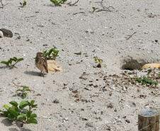 Revitalização da orla permitiu o retorno da fauna a Matinhos, com destaque para a coruja-buraqueira e o caranguejo maria-farinha.