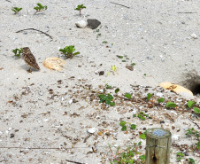 Revitalização da orla permitiu o retorno da fauna a Matinhos, com destaque para a coruja-buraqueira e o caranguejo maria-farinha.