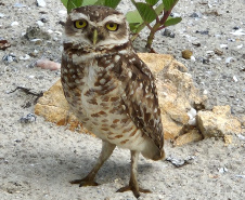 Revitalização da orla permitiu o retorno da fauna a Matinhos, com destaque para a coruja-buraqueira e o caranguejo maria-farinha.