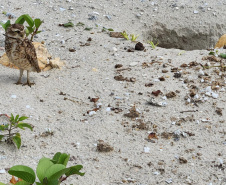 Revitalização da orla permitiu o retorno da fauna a Matinhos, com destaque para a coruja-buraqueira e o caranguejo maria-farinha.