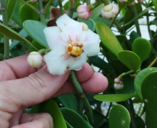 Revitalização da orla permitiu o retorno da fauna a Matinhos, com destaque para a coruja-buraqueira e o caranguejo maria-farinha.