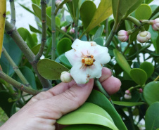 Revitalização da orla permitiu o retorno da fauna a Matinhos, com destaque para a coruja-buraqueira e o caranguejo maria-farinha.