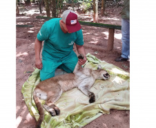  Após uma bateria de exames, a onça-parda foi devolvida ao seu habitat natural.