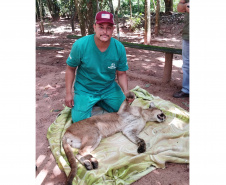  Após uma bateria de exames, a onça-parda foi devolvida ao seu habitat natural.