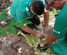  Após uma bateria de exames, a onça-parda foi devolvida ao seu habitat natural.